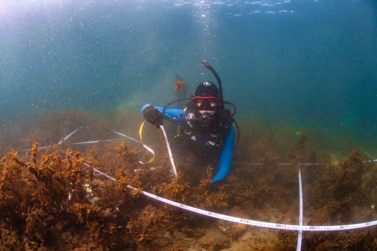 scuba diver measuring seaweed