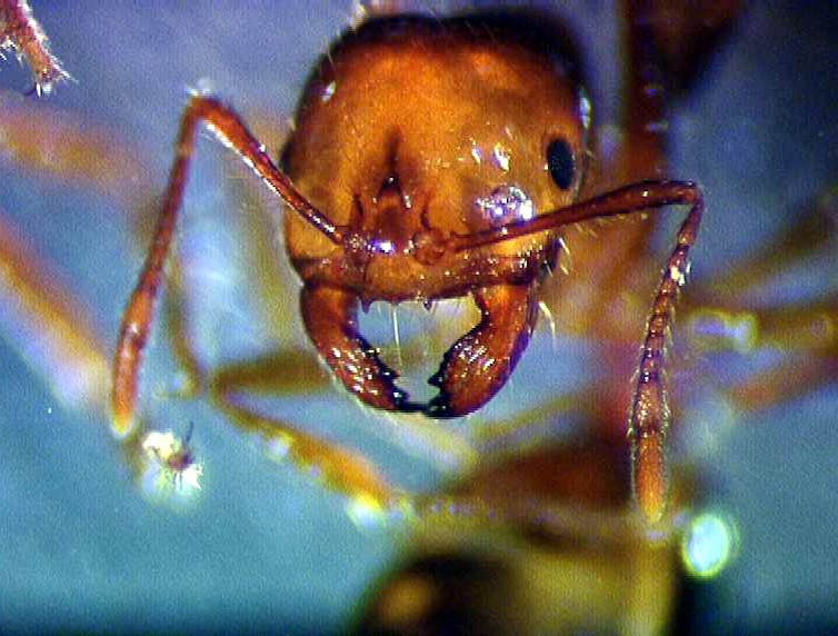 A close up of the imported red fire ant, showing its face, against a blue background