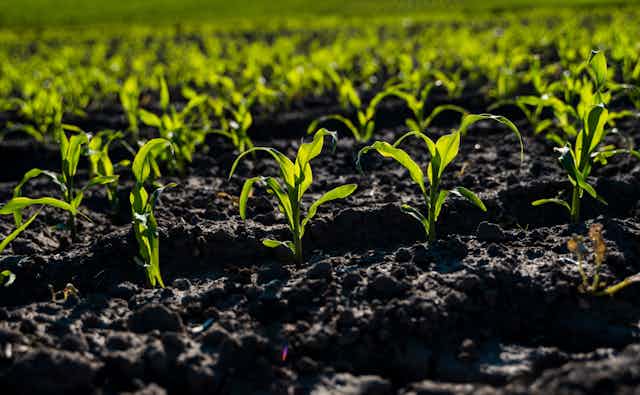 Tea Saponin supplier Tea Saponin supplier