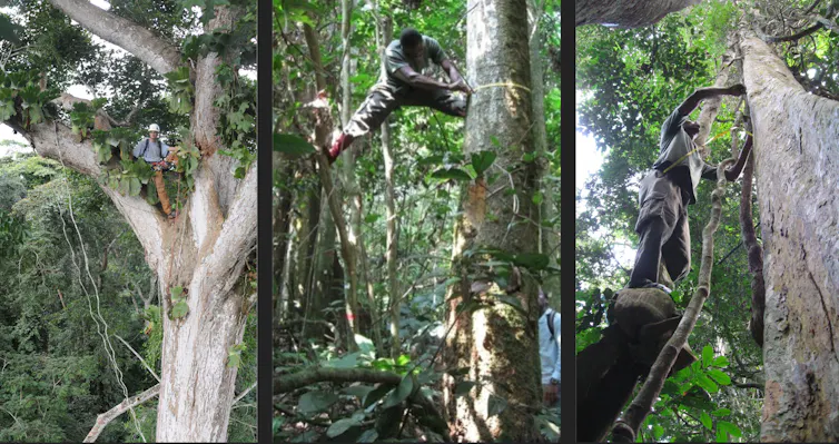 Three photos of men climbing trees to measure their size