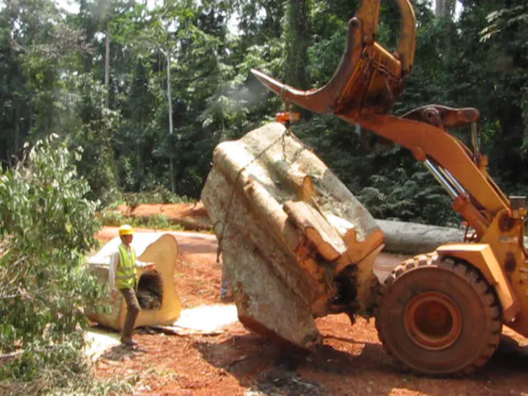Destructive weighing of a sample tree