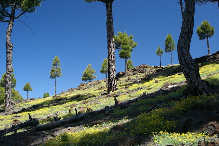 A slope with tall trees and yellow flowers on the ground.