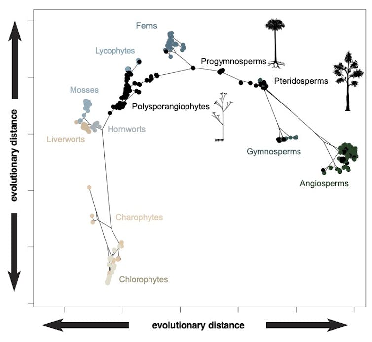 Annotated chart of plants