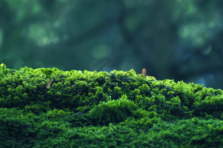 Close up image of moss