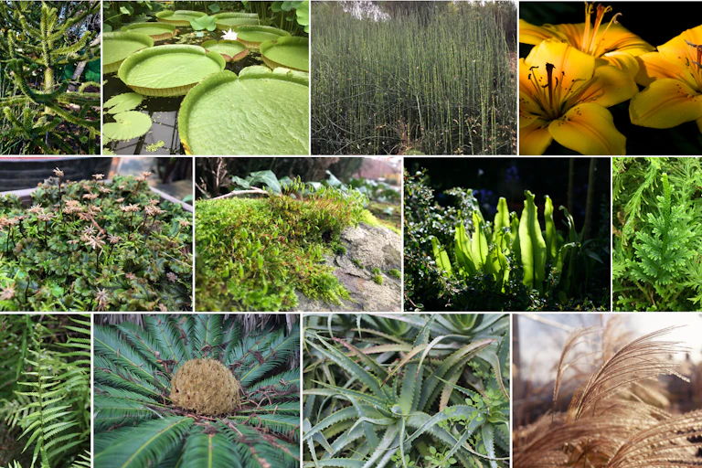 Lots of different plants