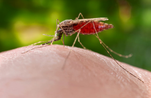 Mosquito posado sobre la piel.