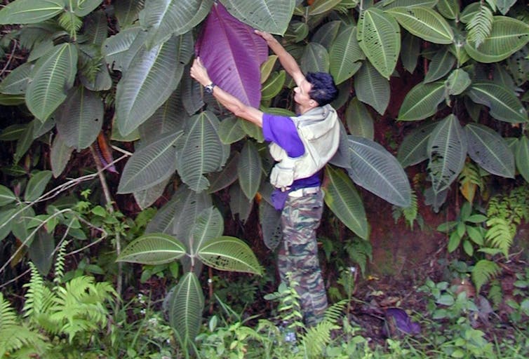 A person in camouflage fatigues holding a tropical plant's leaf aloft.