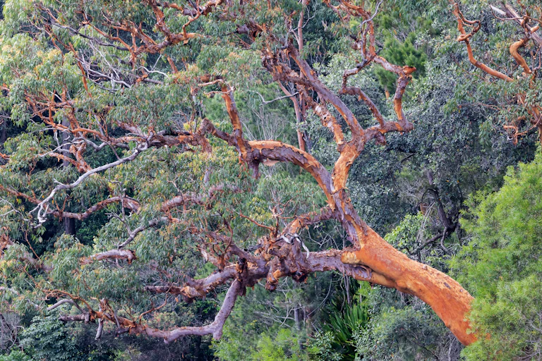 A tree in Sydney