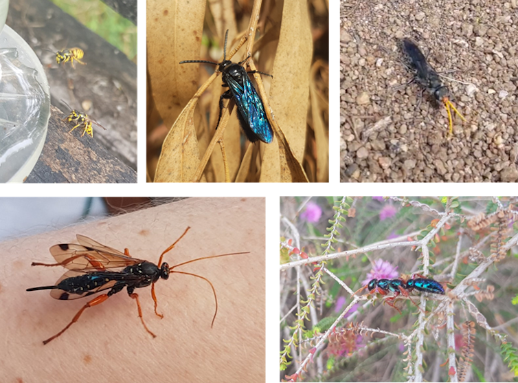 Five images of wasp species. First image shows two European wasps. Second image shows a metallic blue wasp. Third image shows a dark coloured wasp with orange antennae. Fourth image shows a black spotted wasp with orange antennae and legs.