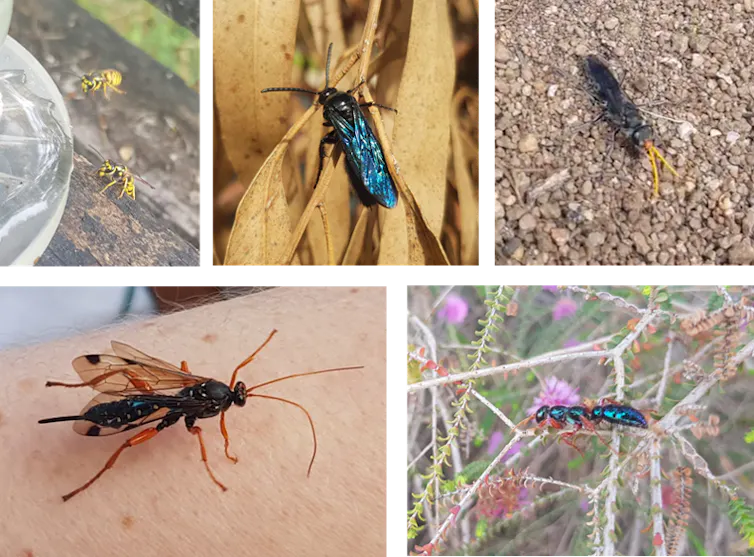 do wasps hate cigarette smoke How to Get Rid of Waspsand Keep Them From Coming Back Does smoke cause wasps to