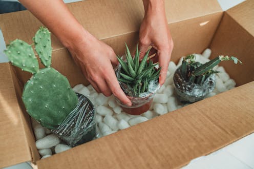 Exposing Australia's online trade in pest plants – we've found thousands of illegal advertisements