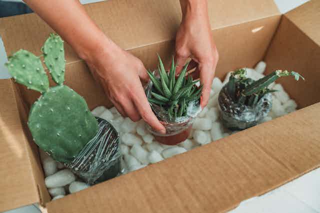 Photo showing a woman opening a cardboard box containing three houseplants (succulent and cactus plant package).