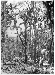 A black and white photo of a farmer standing in a field of prickly pear, it's more than double his height.