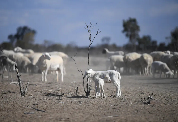 Underweight sheep standing in drought stricken paddock