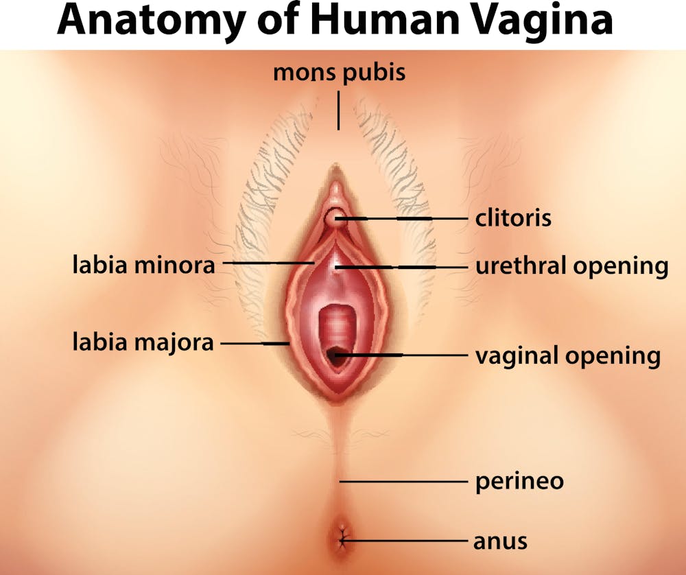 Virginer - Four things you need to know about your vulva
