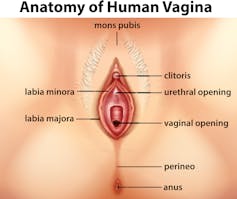 Diagram showing anatomy of human vagina