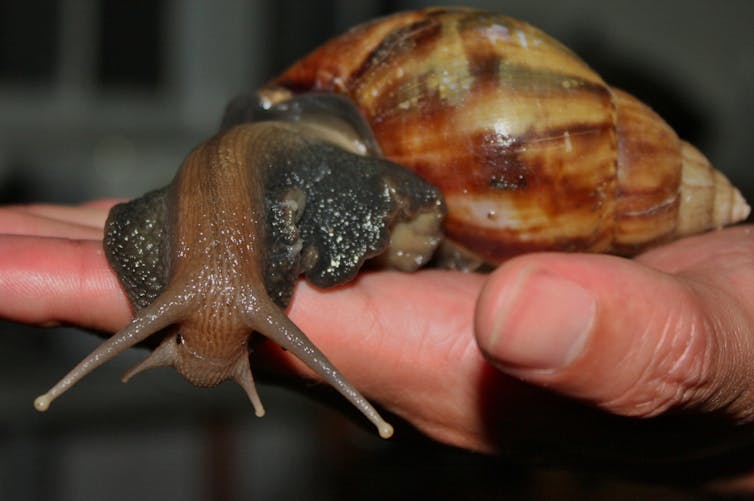 A very large brown snail on a hand