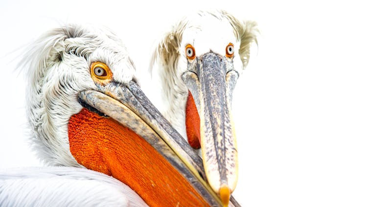 Faces of two pelicans close up, showing their red gullets.