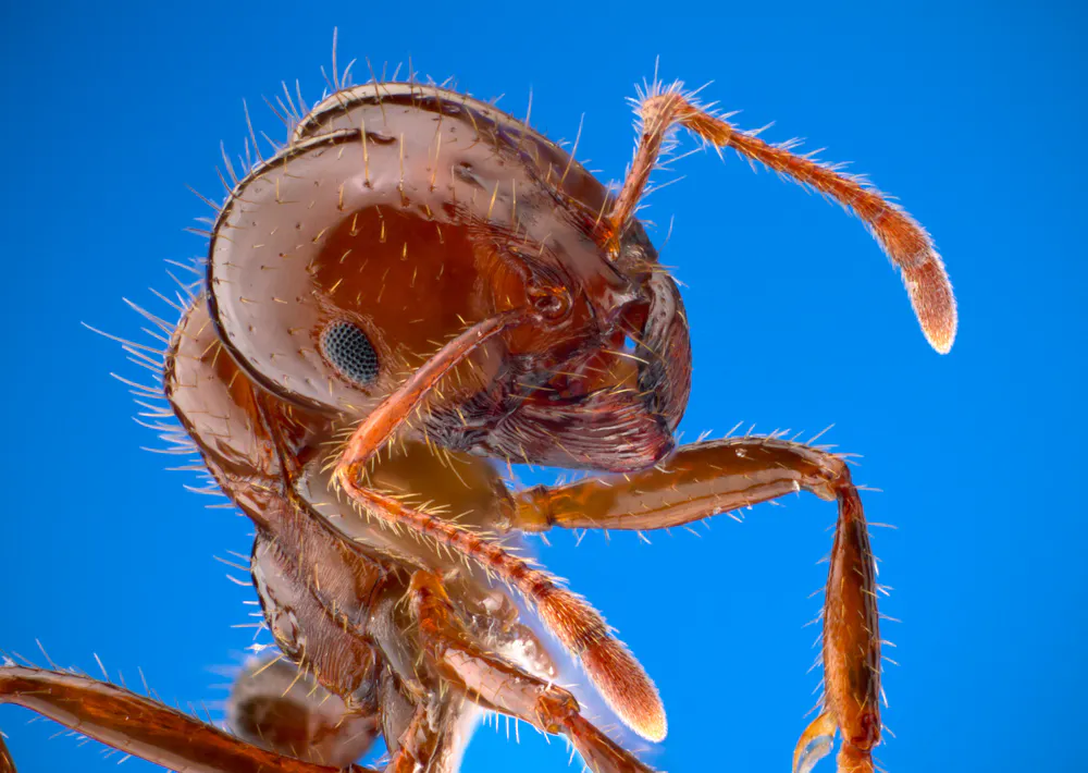 8 alien species and diseases we must keep out of Australia - Australian ...