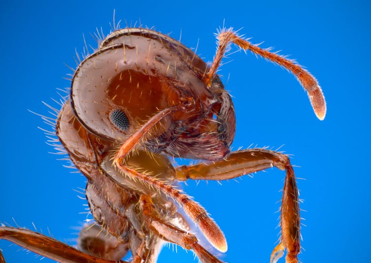 Close up of an ant's head