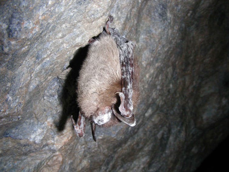 A small bat hanging from a cave roof with a white face