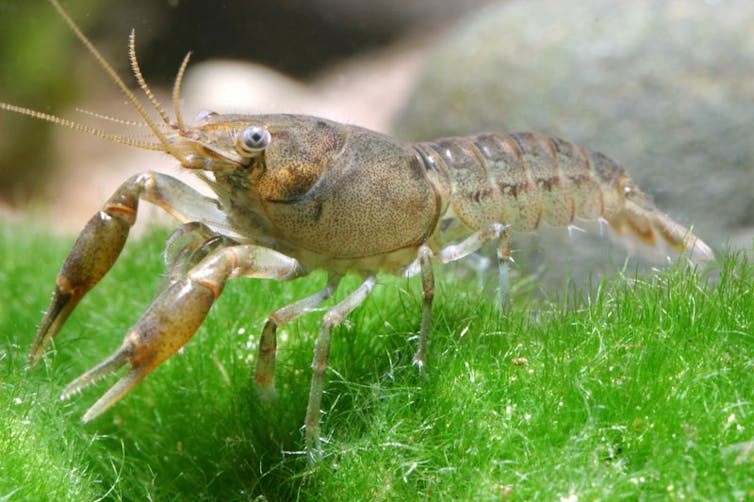 A small crayfish in an aquarium