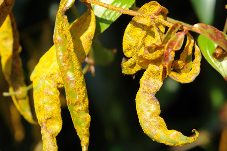 Leaves covered in a yellow powdery bloom.