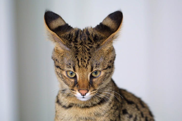 Close up of a patterned black and tan cat with large pointy ears.