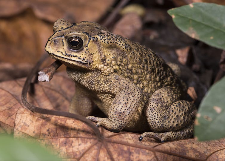 A brown toad with black markings on dried orange leaves.