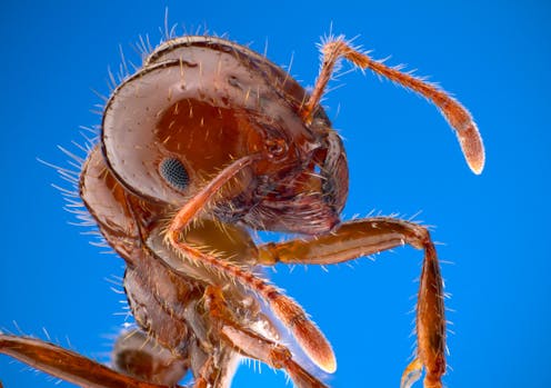 Australia’s least wanted – 8 alien species and diseases we must keep out of our island home