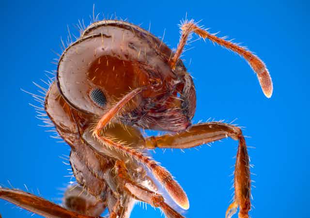 A close up of a red ant head on a blue background