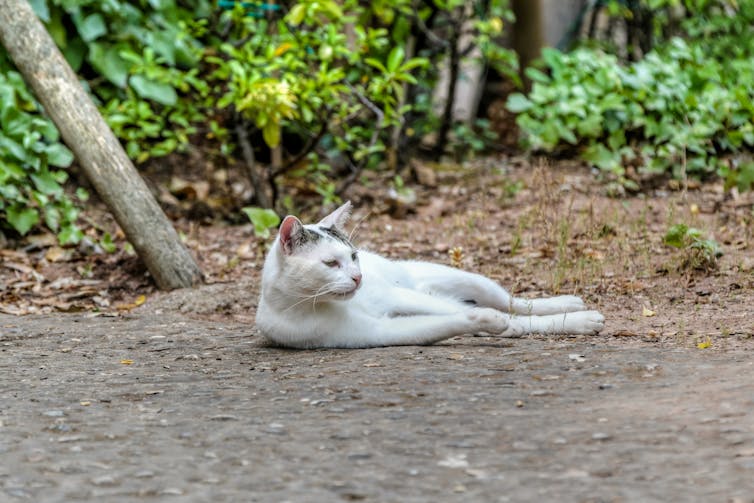 A white cat lying among shrubs.