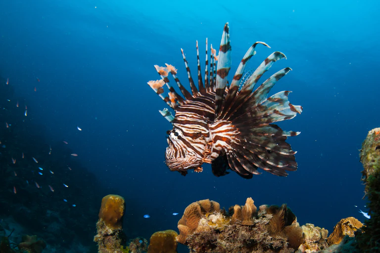 A striped fish with large protruding spines..