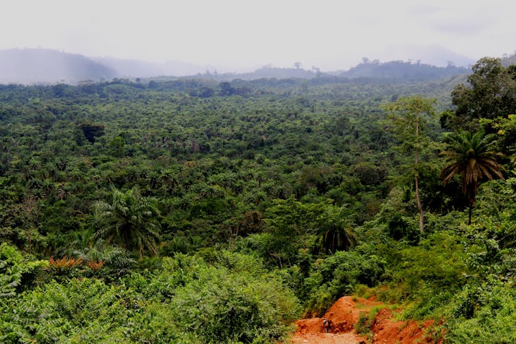 Panorama d'une forêt du Libéria
