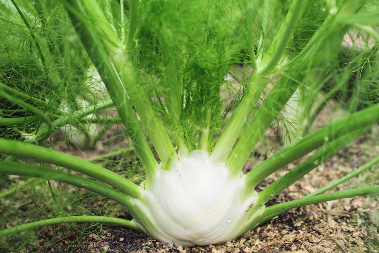 A close-up shot of a fennel plant.