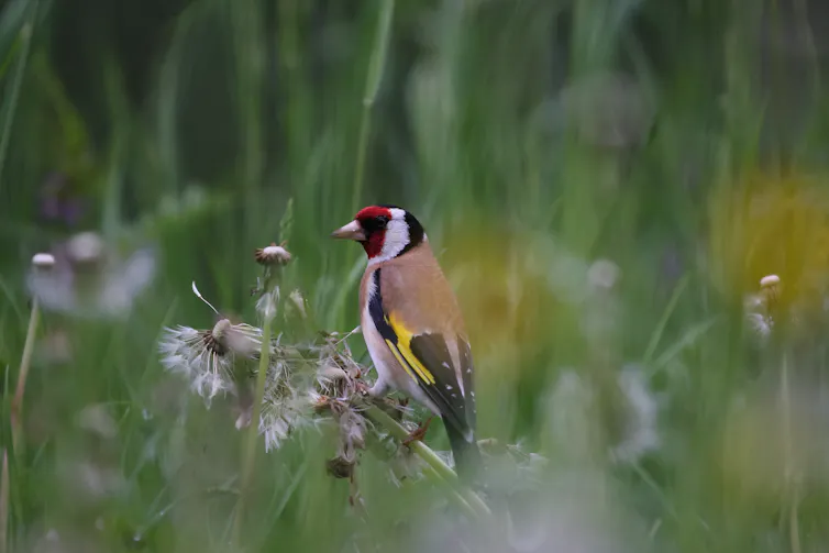 A goldfinch feeding on dandelion seeds.