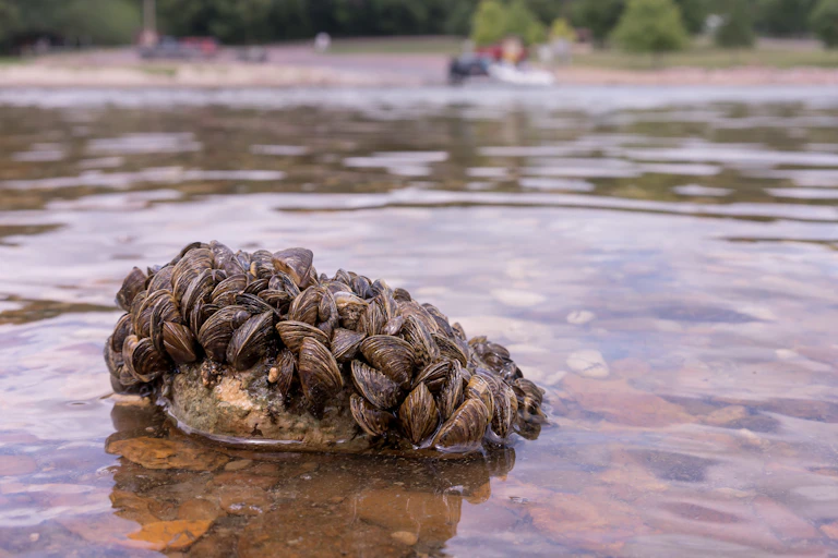 Small mussels cover a rock just offshore.