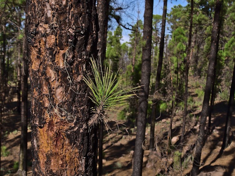 A burnt pine tree trunk with a shoot of green needles.