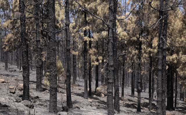 A stand of trees with scorched bark and parched soil.