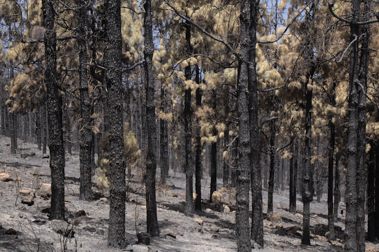 A stand of trees with scorched bark and parched soil.