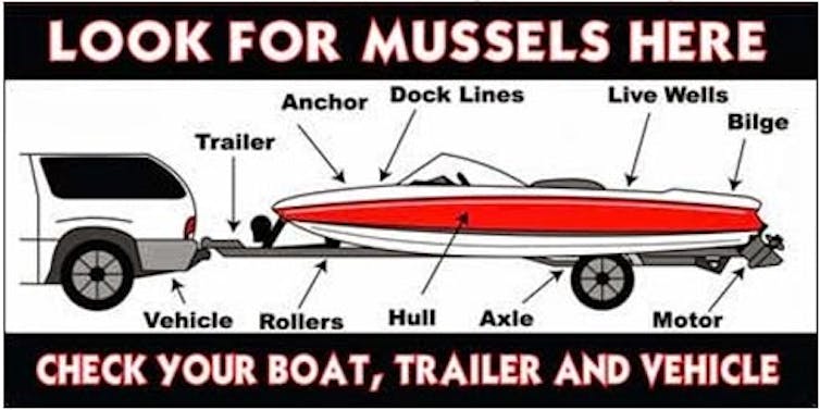 Infographic showing locations on a motorboat to check for invasive mussels.