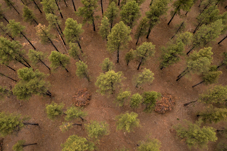 Trees with space among them and a pile of wood where thinning has taken place.