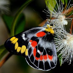 Red, black and yellow butterfly on flower