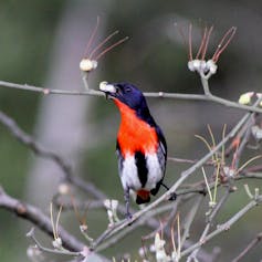Mistletoebird eating mistletoe fruit