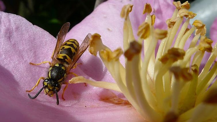 A photo of a wasp on a pink flower.