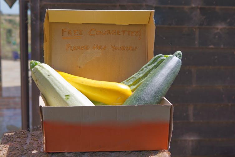 Courgettes in a box offered for free from a home vegetable garden.
