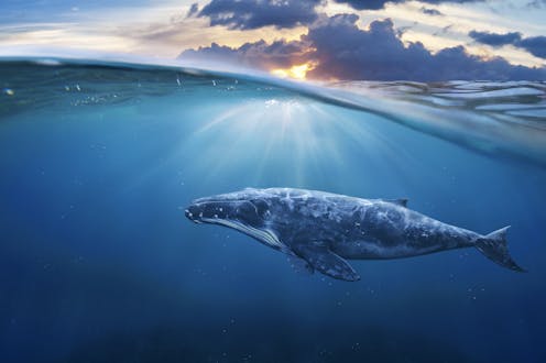 how seismic surveys can harm marine life