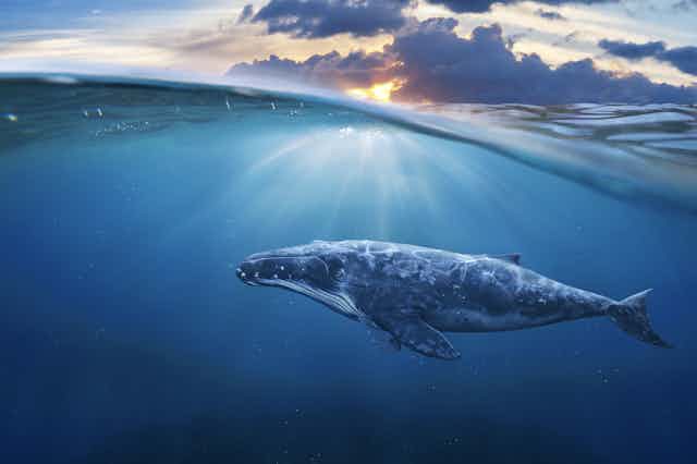 Side view of a whale in the ocean, top half of the image above the surface (half underwater half in air)