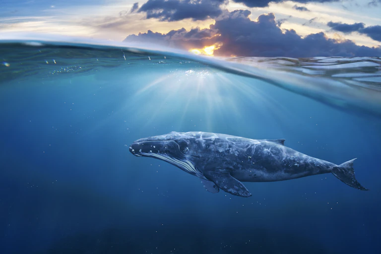 Side view of a whale in the ocean, top half of the image above the surface (half underwater half in air)