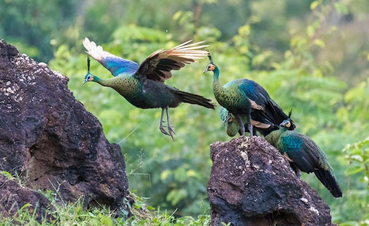 Green birds